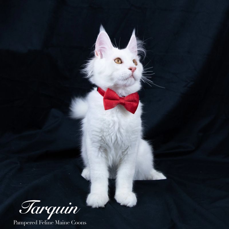 Tarquin, Cream Shaded Silver Maine Coon kitten, photo 10 of 20