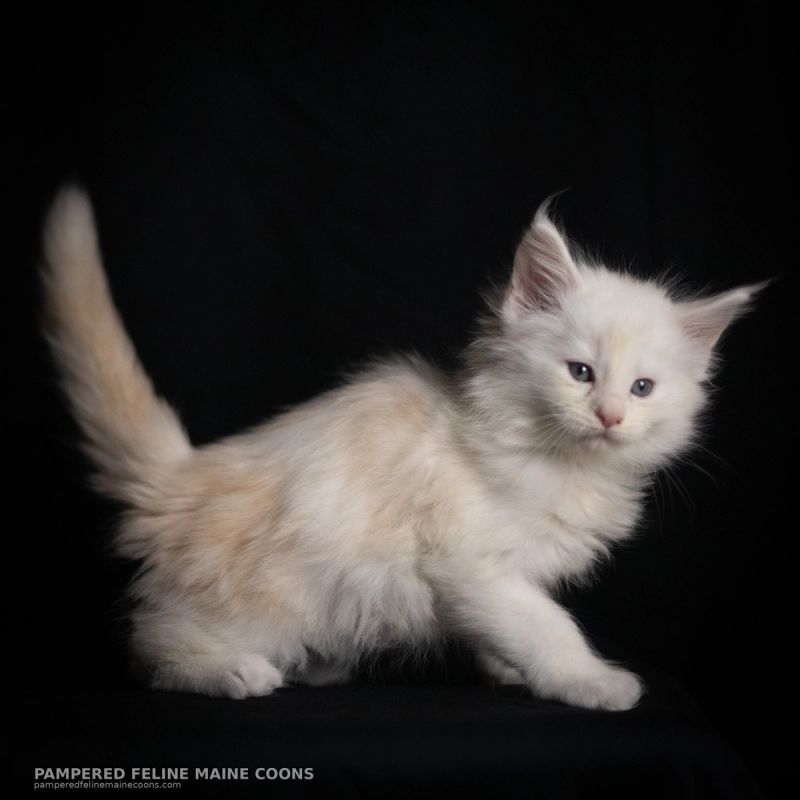 Helion, Cream Shaded Silver Maine Coon kitten, photo 15 of 16