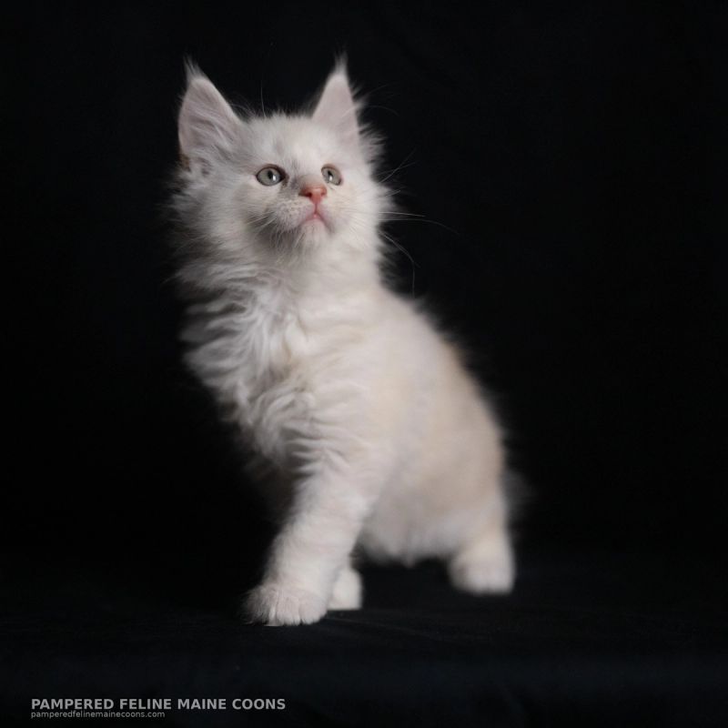 Tarquin, Cream Shaded Silver Maine Coon kitten, photo 20 of 20