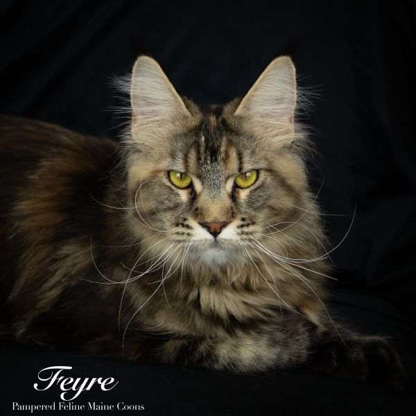 Feyre, Black Tortie with Tabby Markings (F22), Polydactyl (6/6/6/6)  Maine Coon, dam of our winter litter