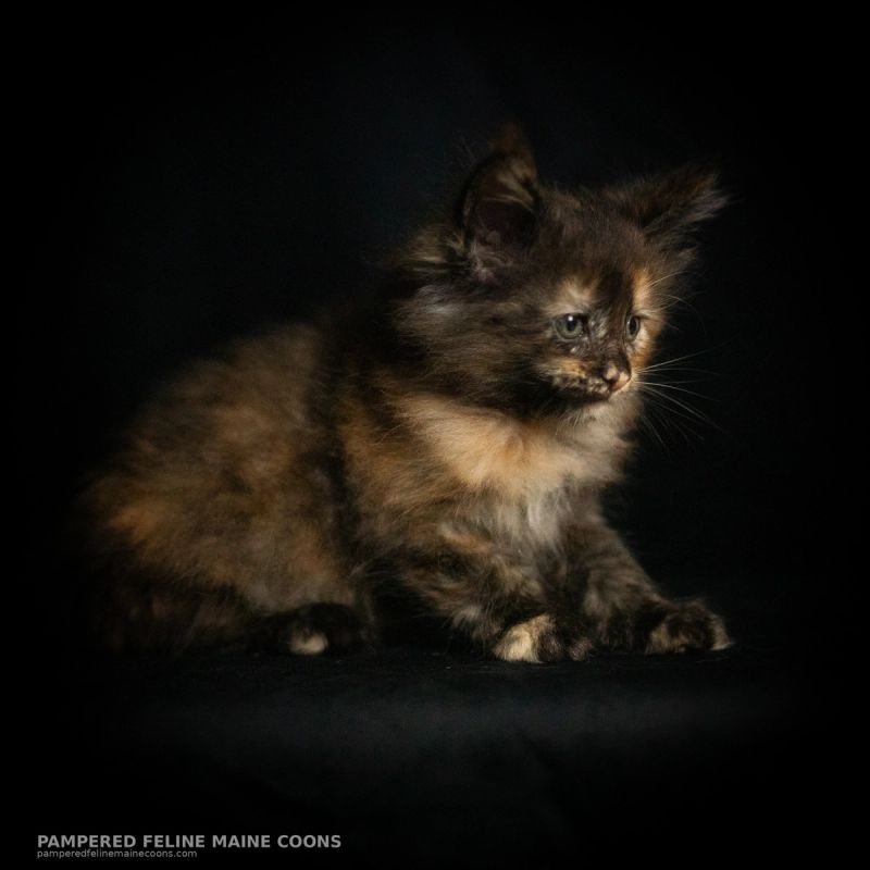 Amren, Tortie Maine Coon kitten, photo 17 of 19