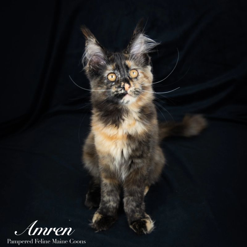 Amren, Tortie Maine Coon kitten, photo 7 of 19