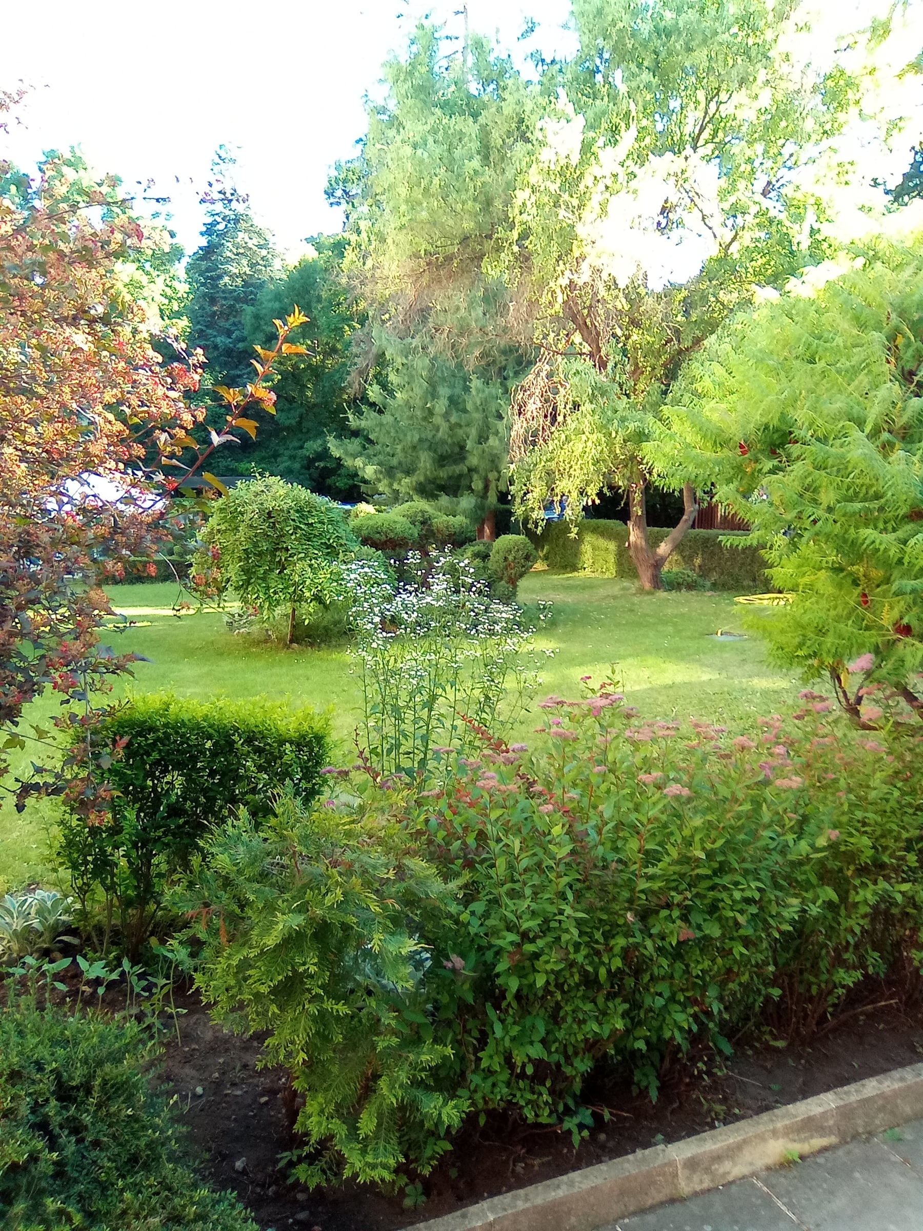 Lush garden with shrubs, a lawn and tall trees under a blue sky