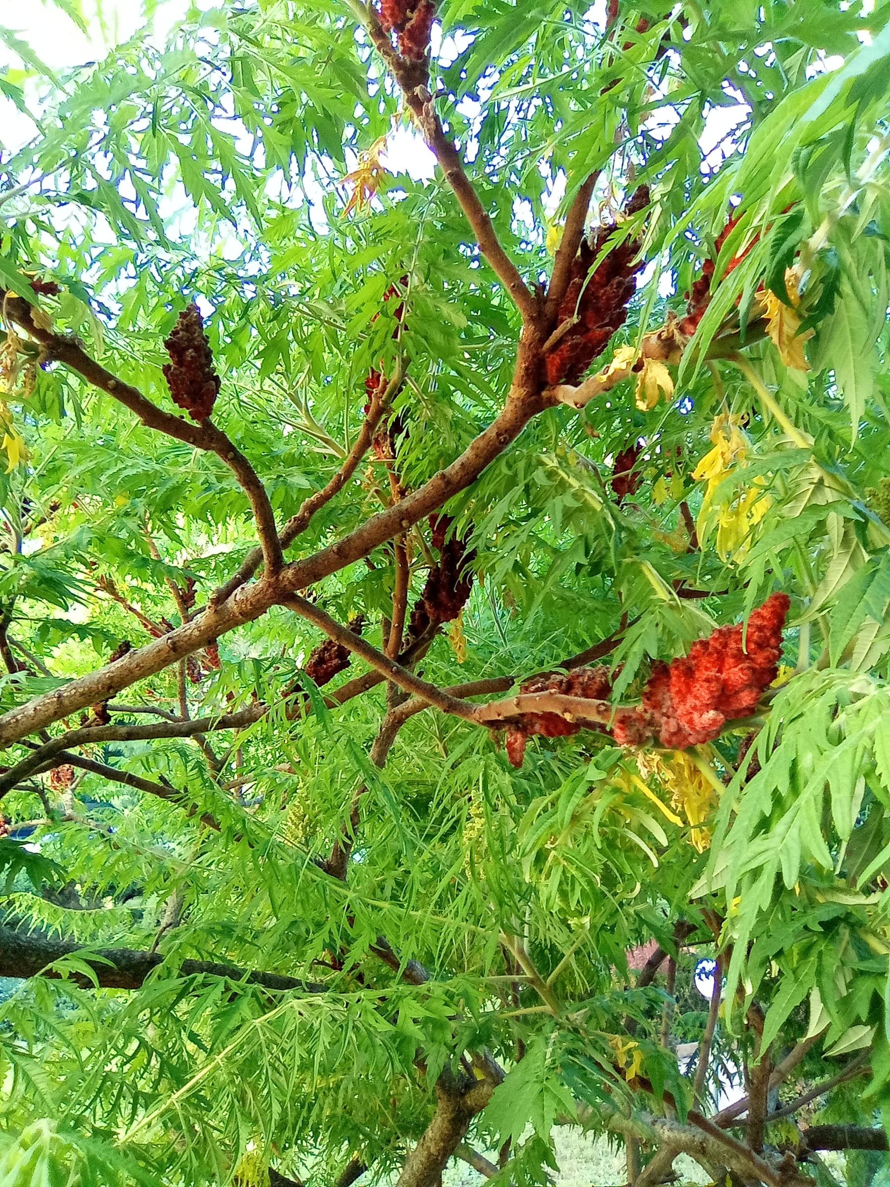 Close-up of sumac leaves and red flower clusters against the sky
