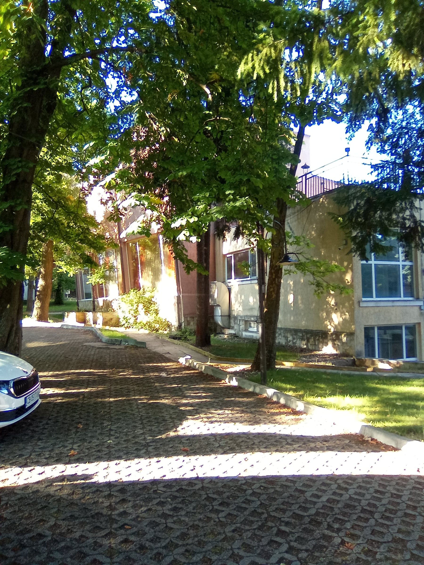 Paved driveway under tall trees leading to a hotel building