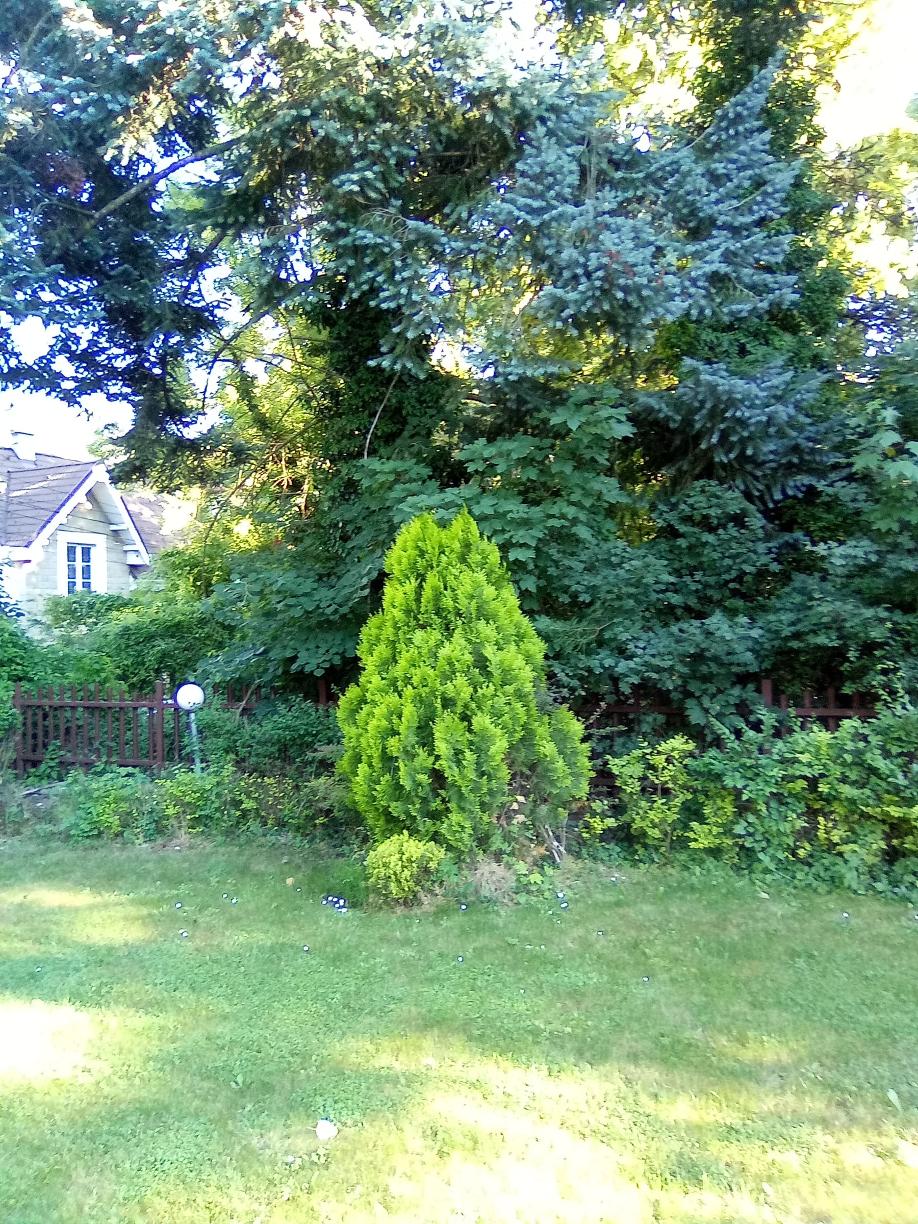 Lawn with a conical conifer in front of dense trees and a house roof behind