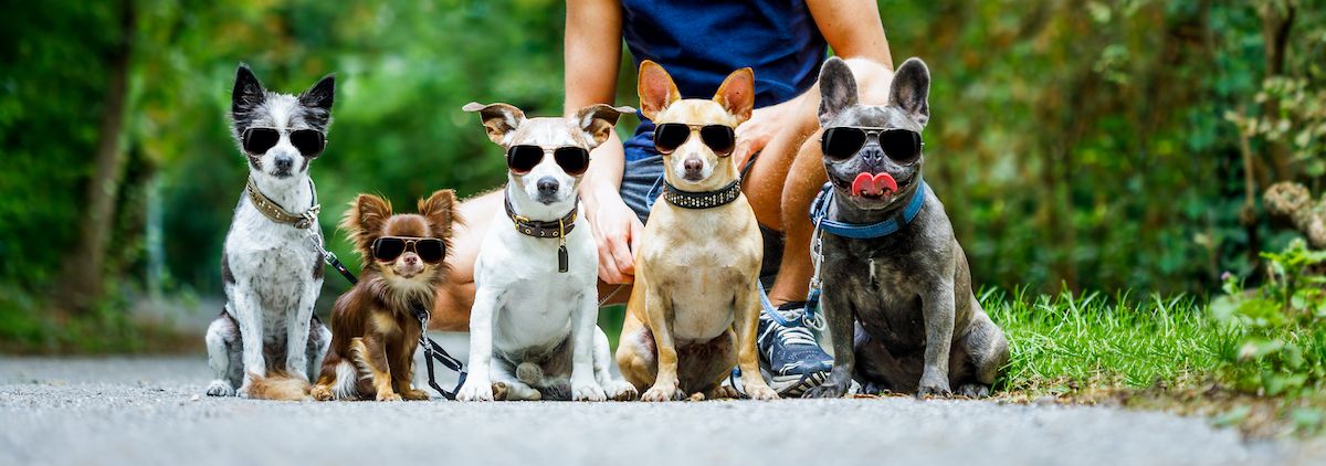 Data Without AI is as Useful as Sunglasses on a Dog