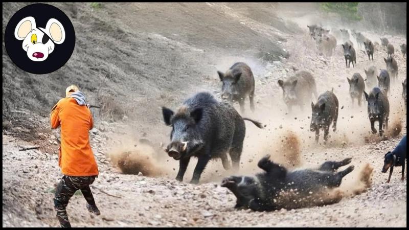 Wild Boar Huting - Insane Moments Hunter Takes Down Wild Hogs with Perfect Shots