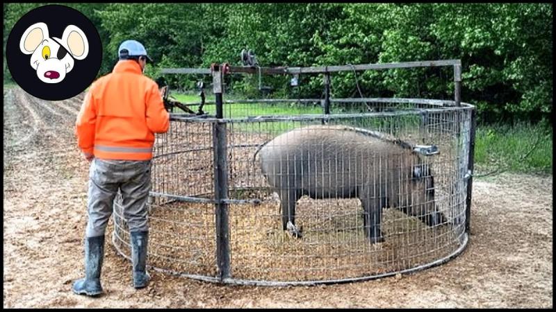 Shocking Video: How American Farmers Trap Millions of Wild Boars with Jager Pro
