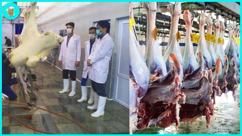 Ostrich Farm - Modern Ostrich Processing Machines That Are At Another Level