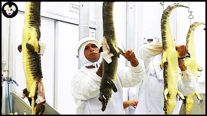 Crocodile Farm - Modern Machines Crocodile Meat Processing That Are At Another Level 8