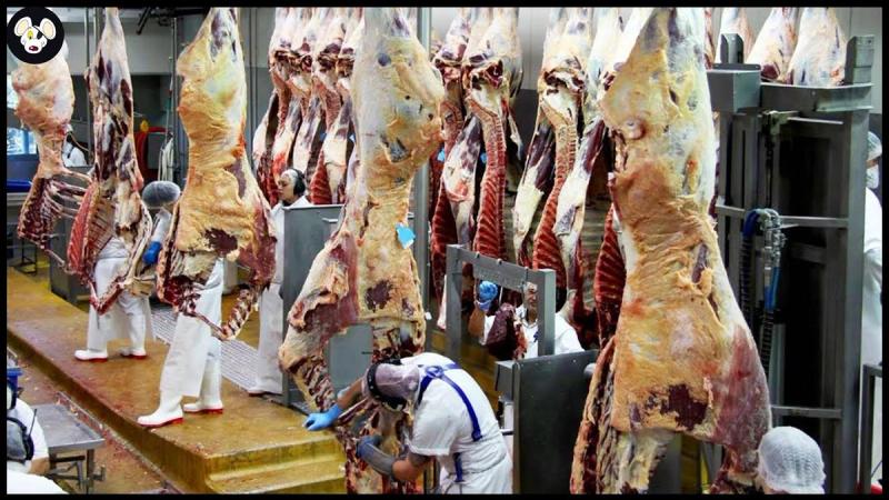 Beef Sausage Production Line - Processing Technology That Are At Another Level