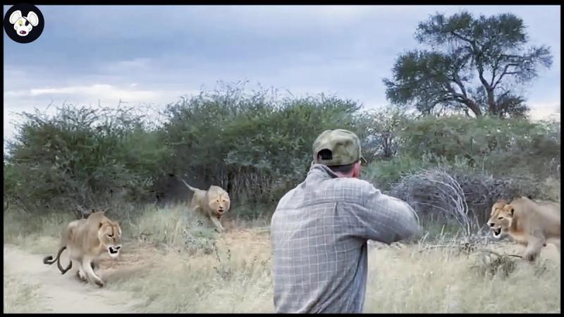 Amazing Video : How Do South African Hunters Deal With Thousands Of Lions With Rifles