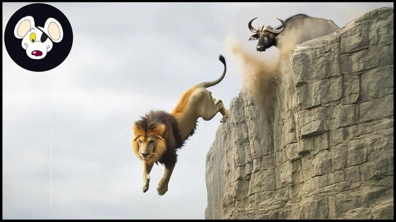 Top 29 Shocking Animal Falls Caught on Camera | Invasive Species