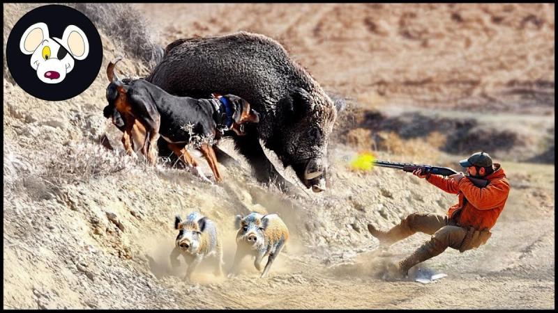  GIANT BOAR INVASION – Incredible Hunts & Perfect Shots!