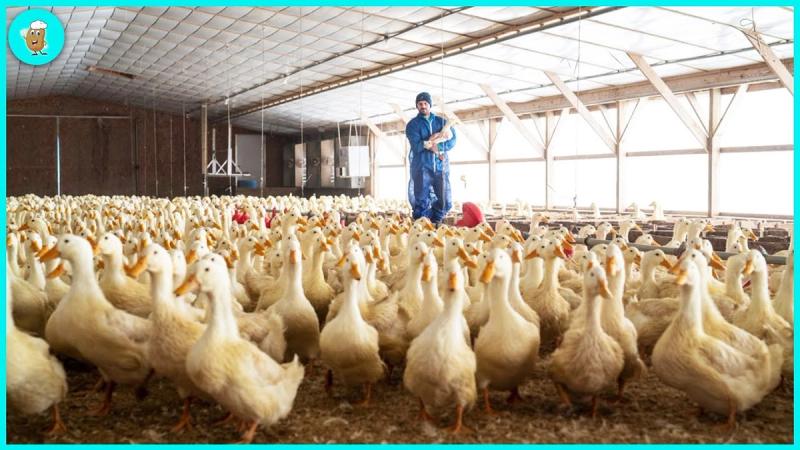 Million Dollar Duck Egg Incubator Farm - Modern Duck Egg Processing Technology