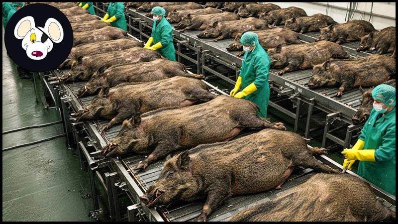  How Millions of Wild Boars Are Trapped & Processed – Massive Wild Boar Farming For Meat