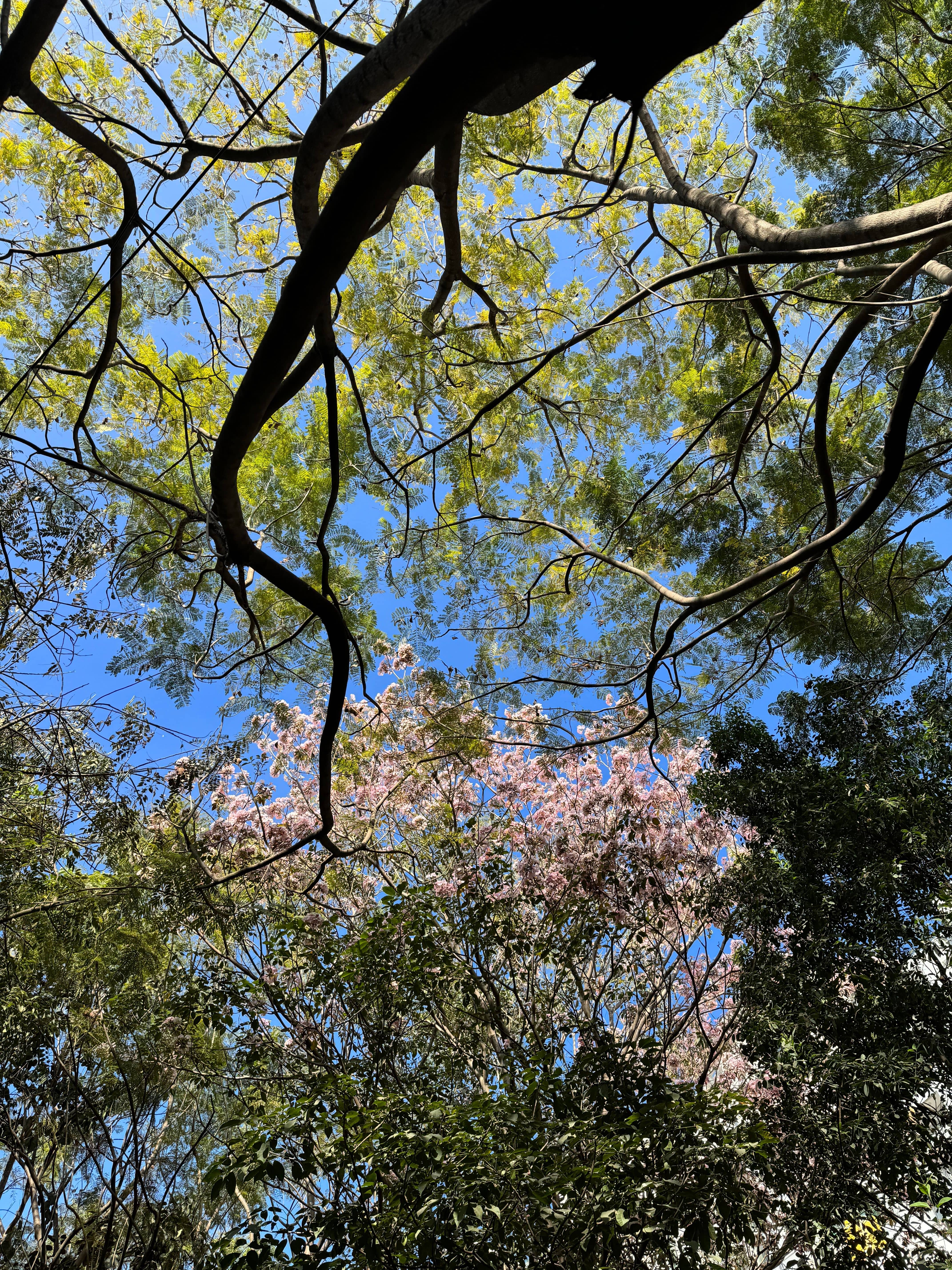 Listening to Trees: A Circle of Life