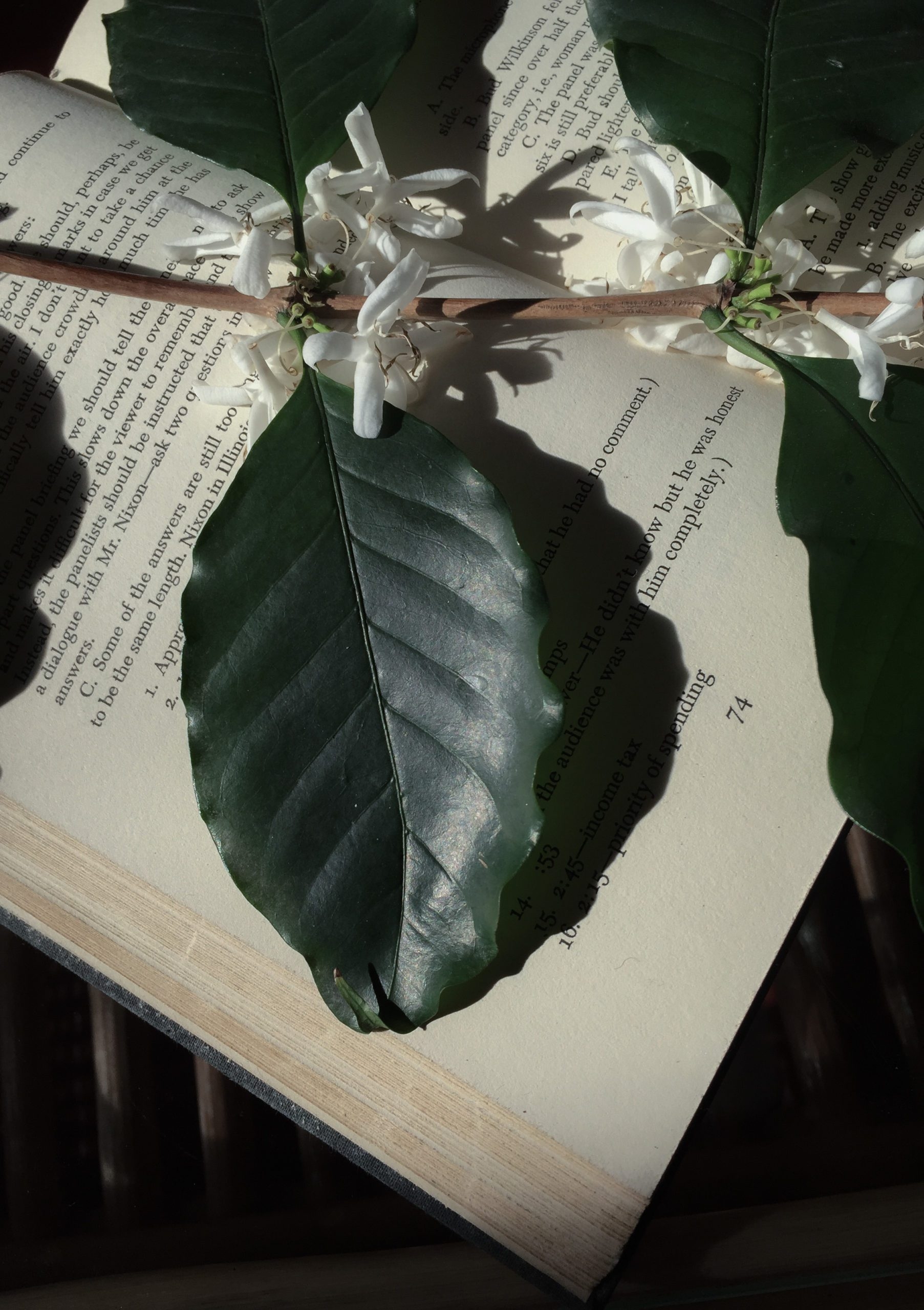 Leaf on a book