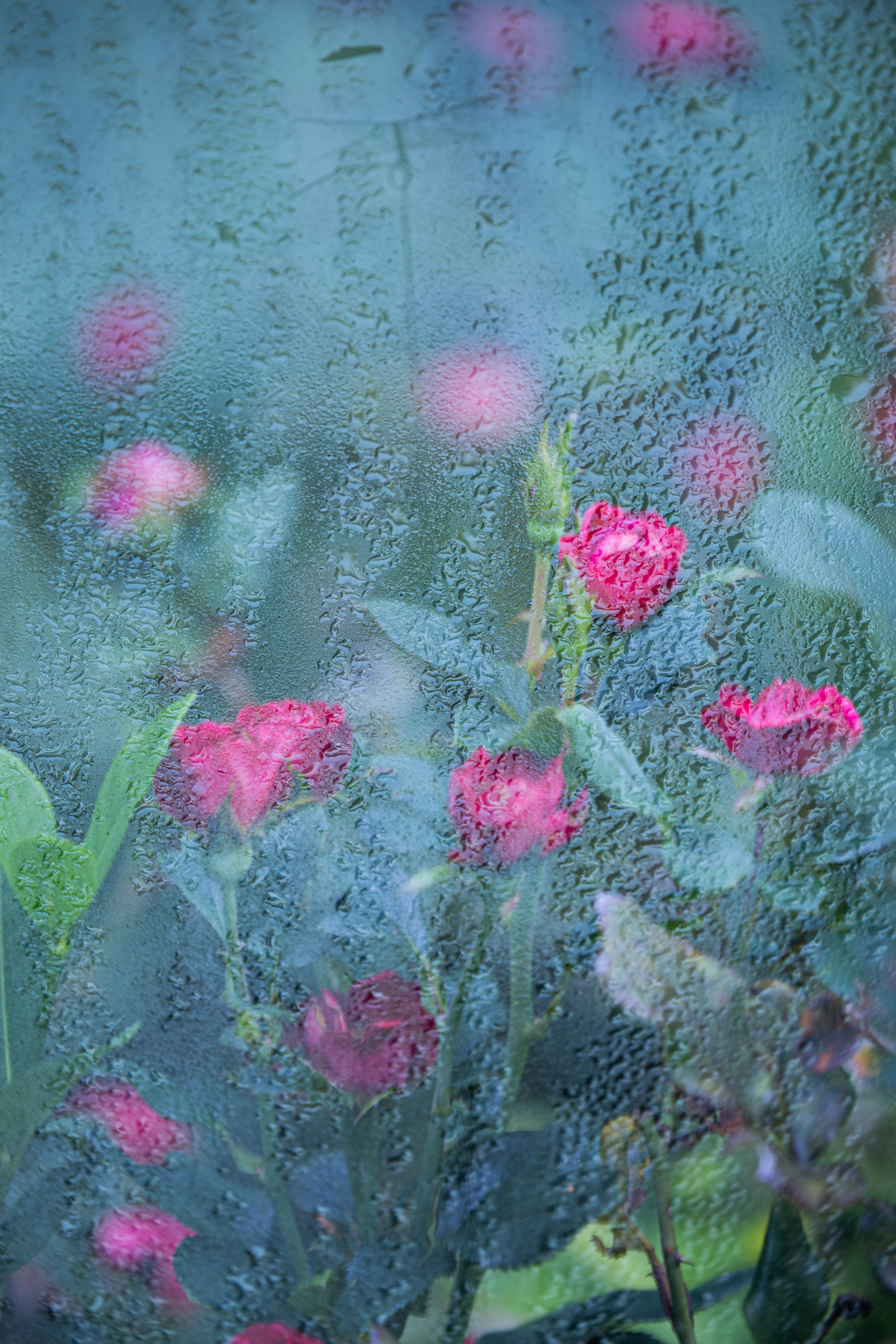 The Haiku Dive into Life