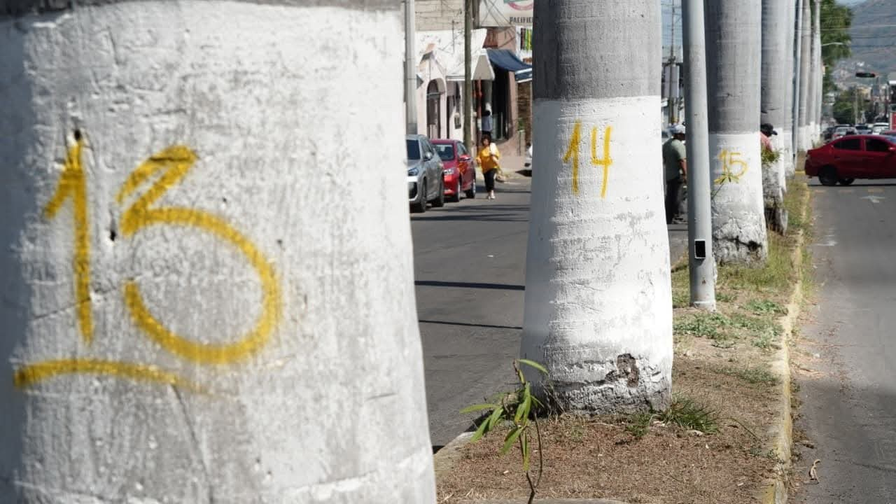 PALMERAS DE CALLE JACARANDAS TEPIC