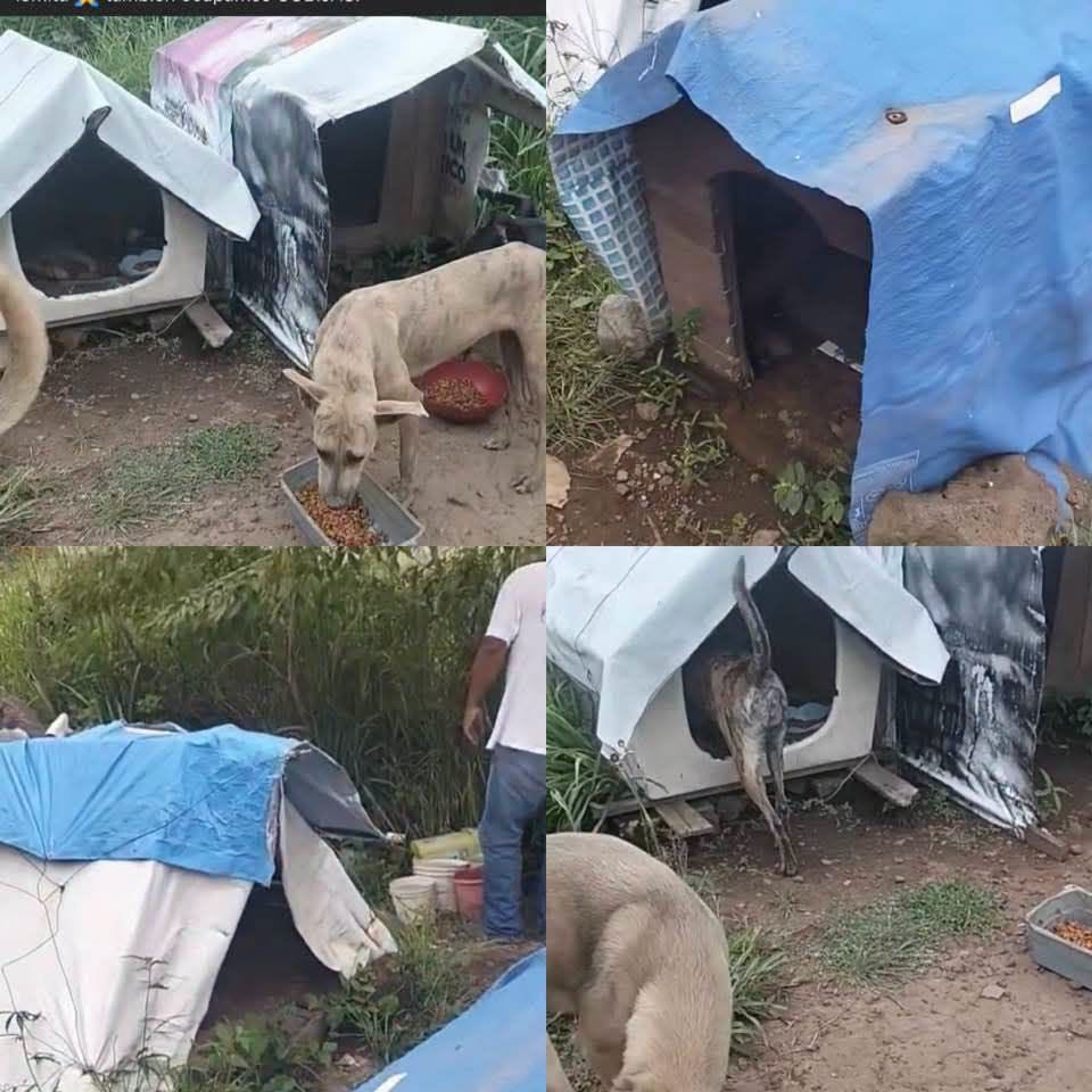  CONSTRUYEN CASITAS PARA PERRITOS DE LA CALLE EN TEPIC