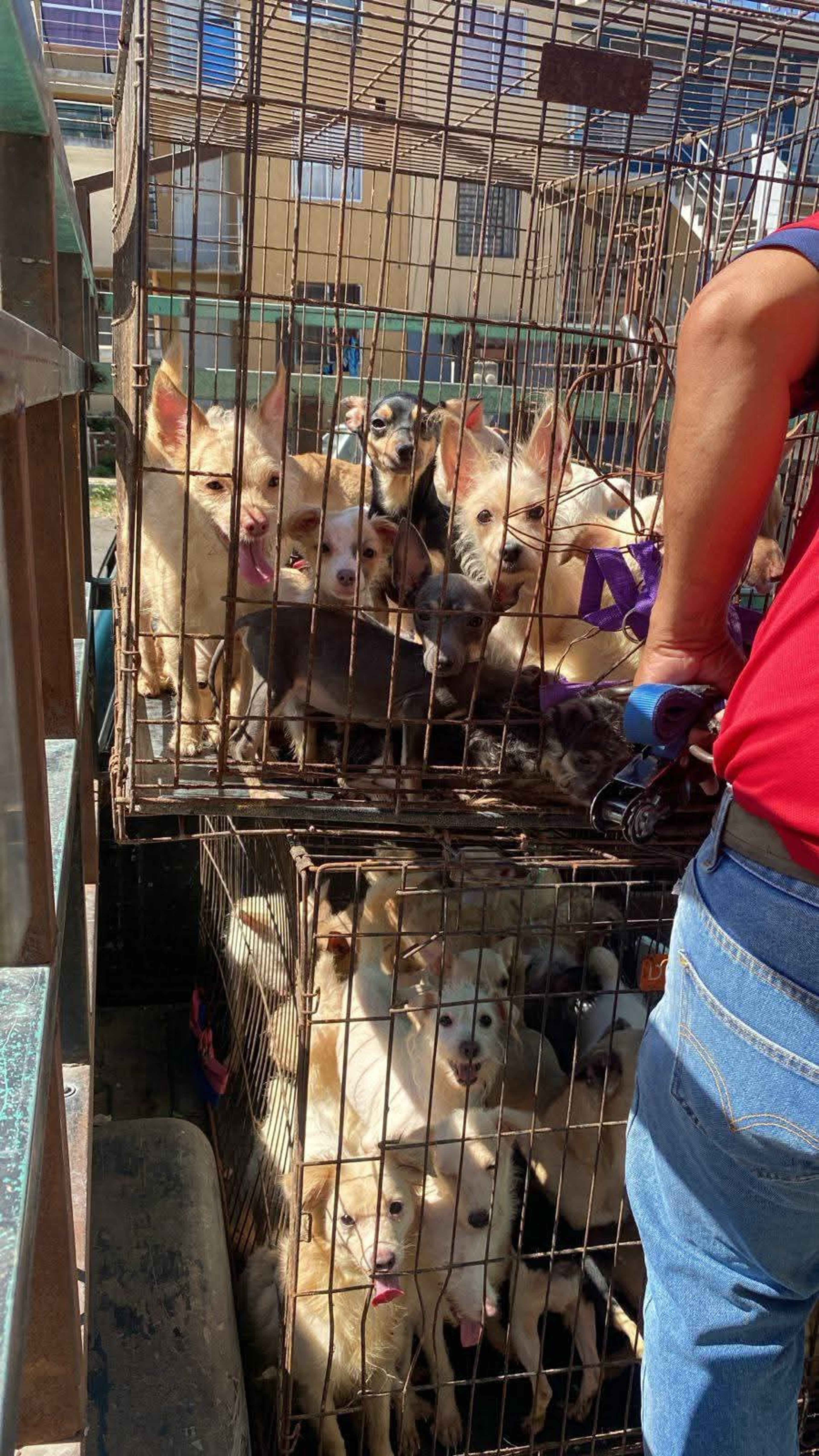 REFUGIO DE PERRITOS PIDE AYUDA EN TEPIC 