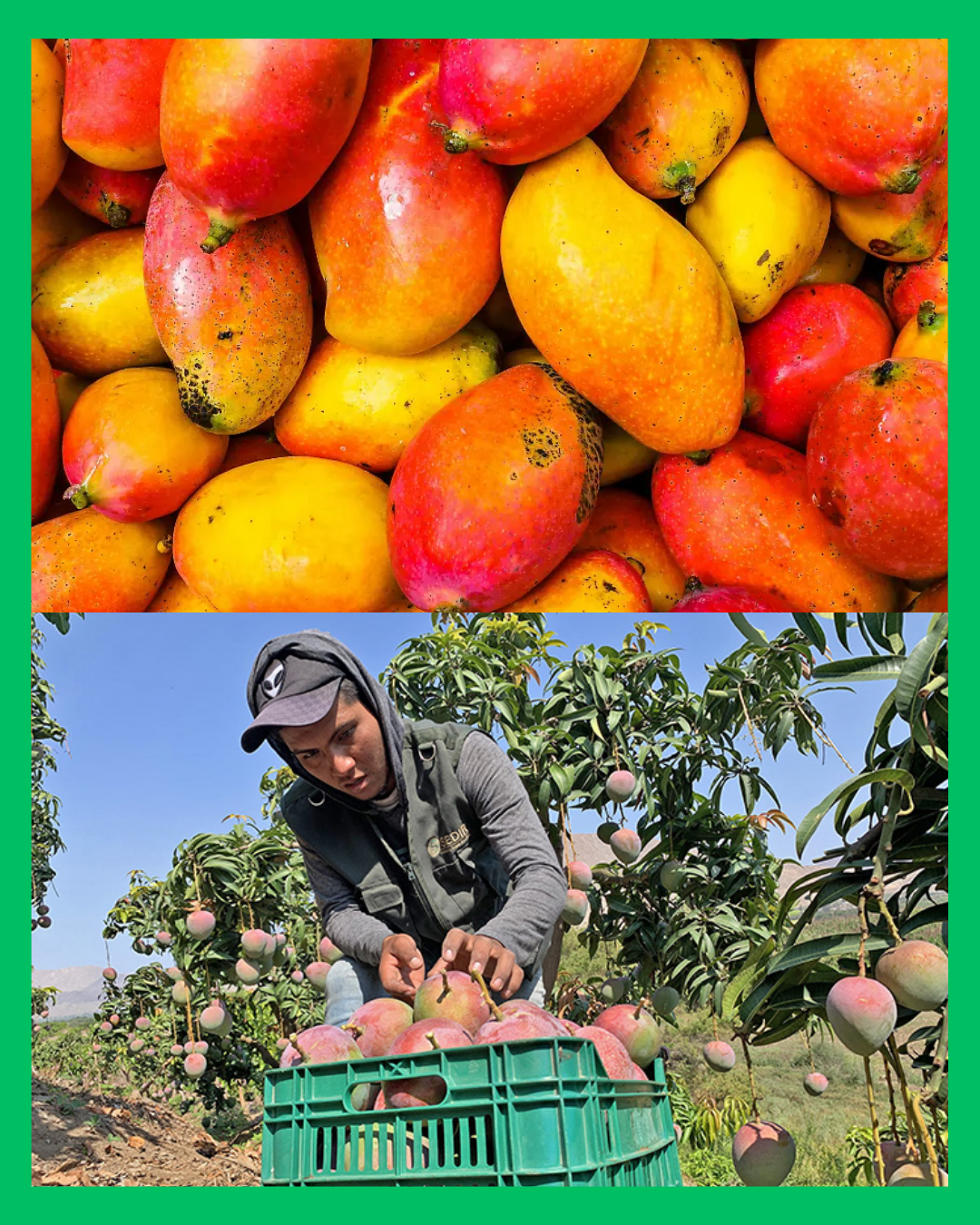 ¡CRISIS EN EL SECTOR AGRÍCOLA DE NAYARIT! PRODUCCIÓN DE MANGO SE DESPLOMA UN 70%