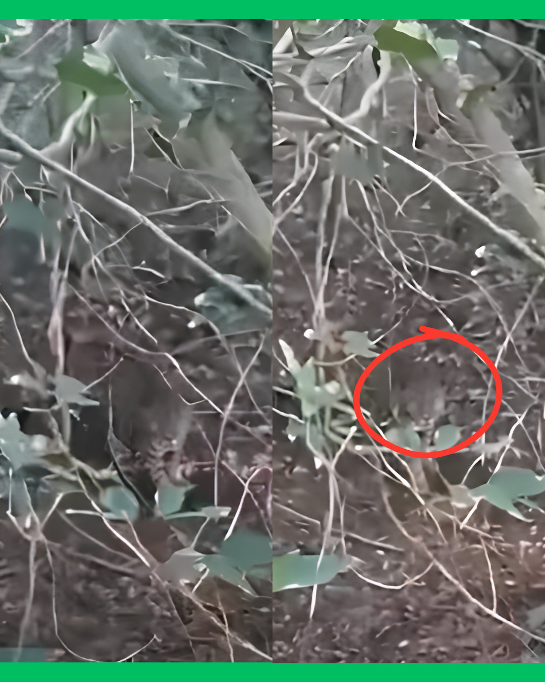 HOMBRE SE ENCUENTRA CON JAGUAR EN SAN BLAS, LO AHUYENTA Y GRABA EL MOMENTO 🐆