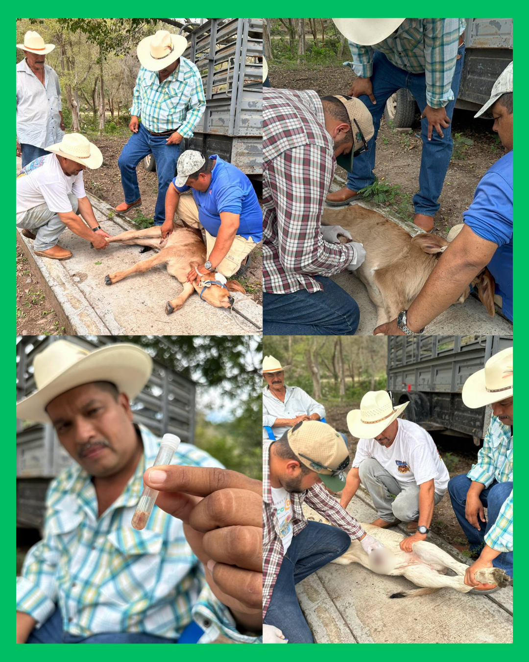 🚨🐄 ¡CONFIRMAN PRIMER CASO DE GUSANO BARRENADOR EN RUIZ! AUTORIDADES ACTIVAN MEDIDAS PREVENTIVAS ⚠️