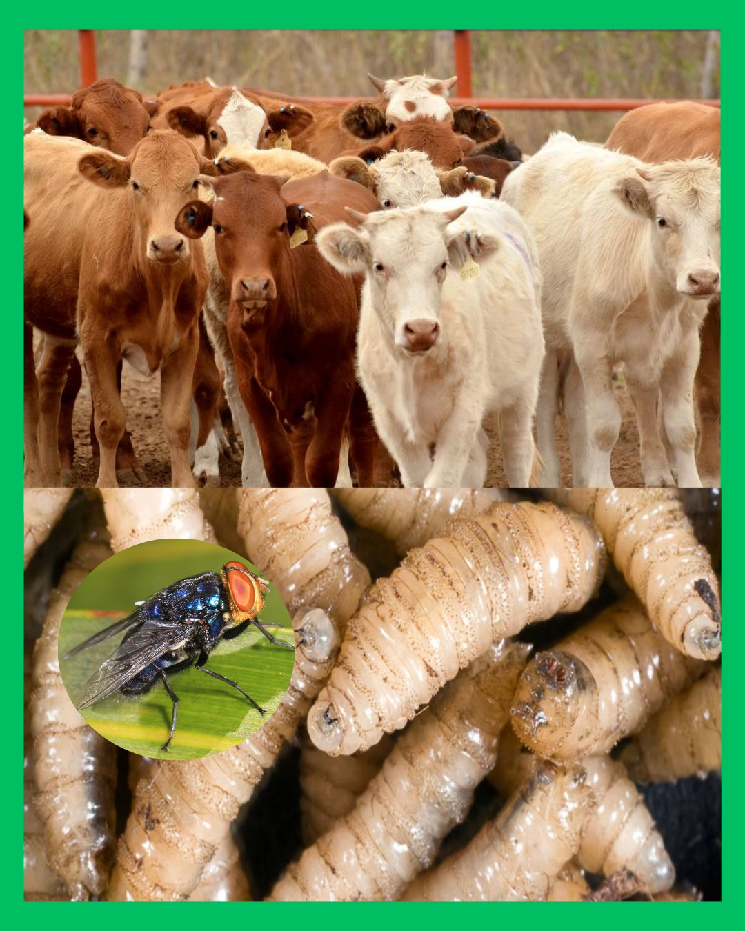 ¡ALERTA ROJA EN NAYARIT! DOS CASOS DE GUSANO BARRENADOR GENERAN PÁNICO EN LA POBLACIÓN