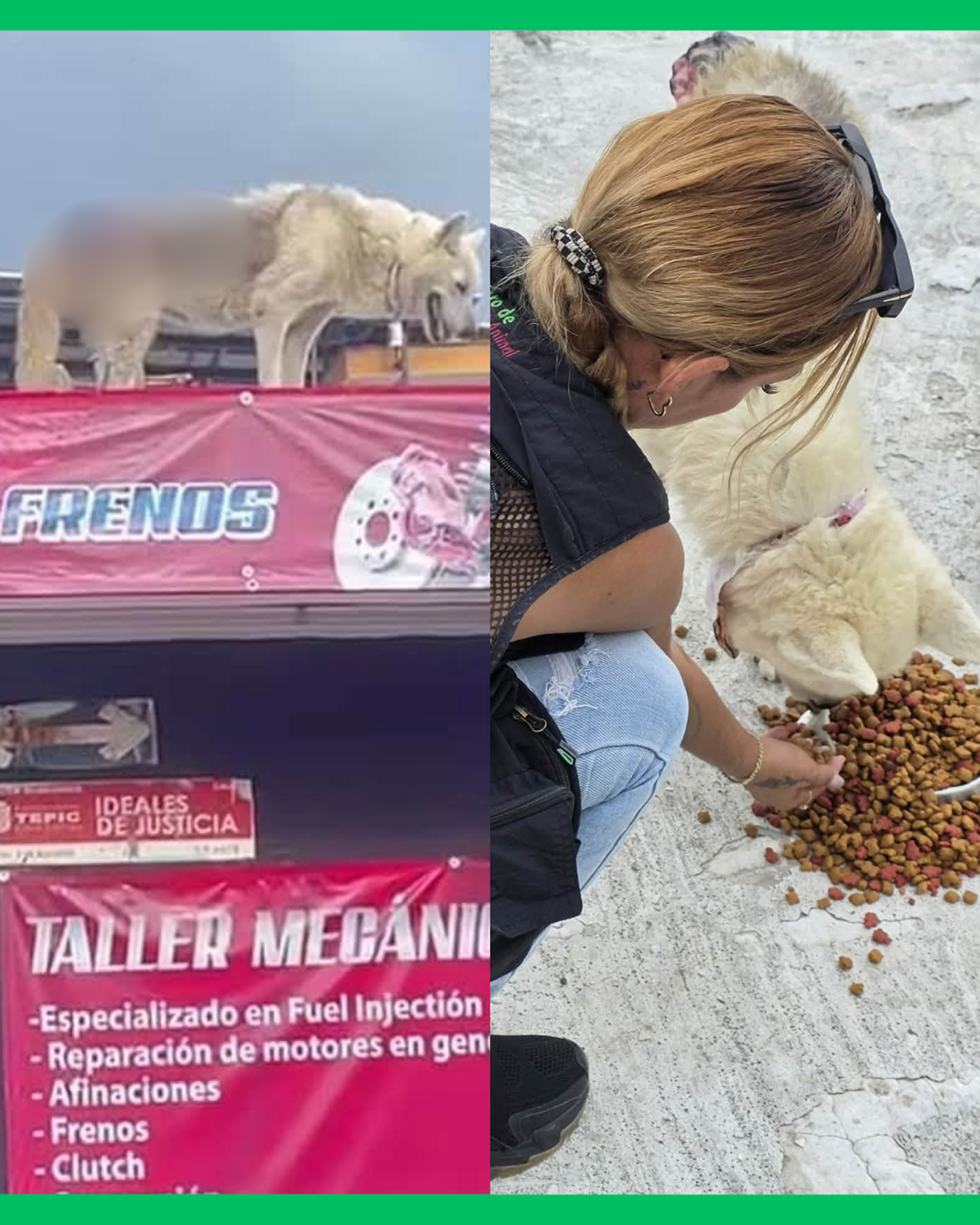  ¡DENUNCIARON PRESUNTO MALTR4TO CONTRA UNA PERRITA PERO EL CASO YA ESTA SIENDO INVESTIGADO