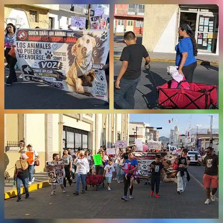 ¡JUSTICIA PARA “VAQUITA”! EXIGEN CASTIGO EJEMPLAR CONTRA QUIENES MALTRATAN A LOS ANIMALES EN TEPIC