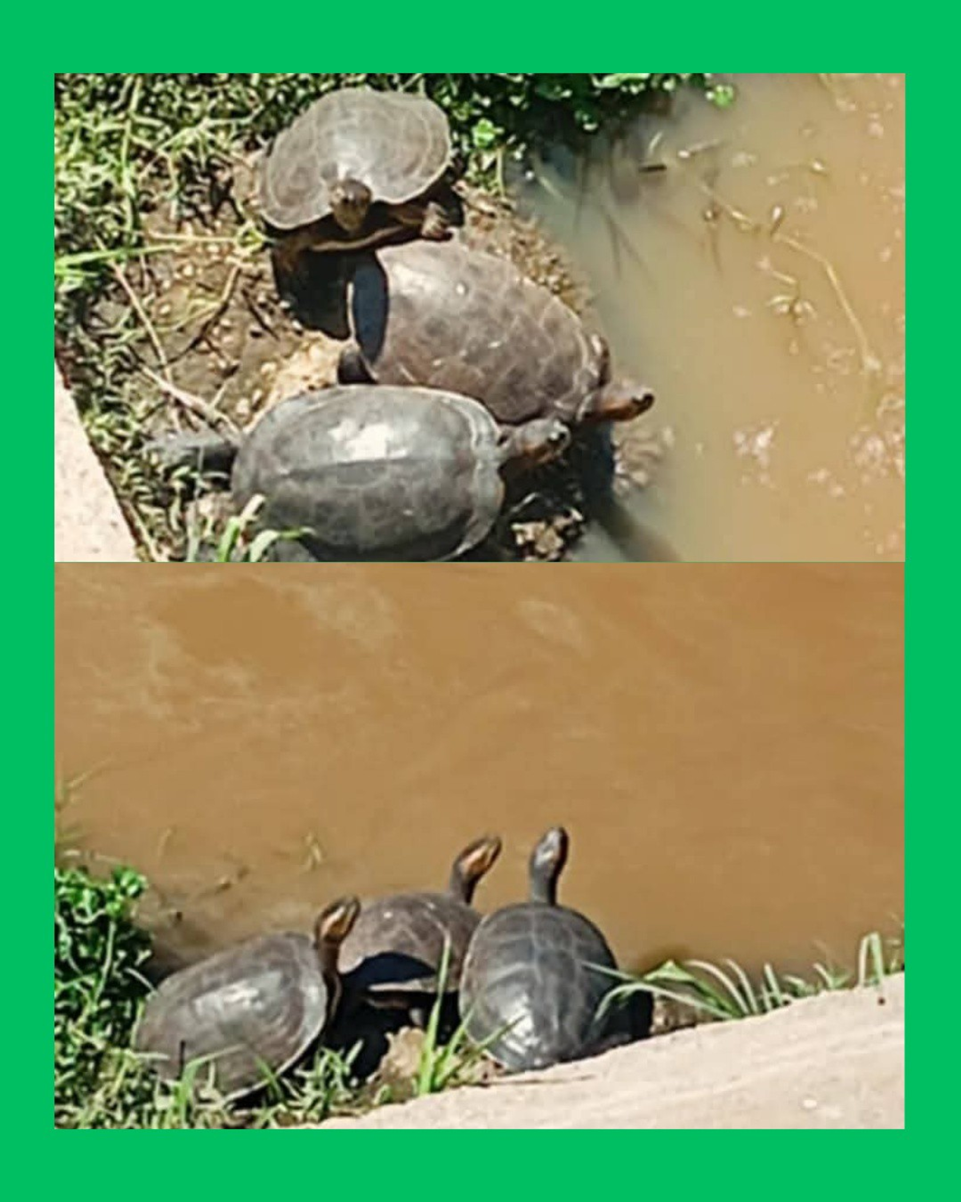 AUMENTA PRESENCIA DE FAUNA EN EL RÍO MOLOLOA, PESE A CONTAMINACIÓN
