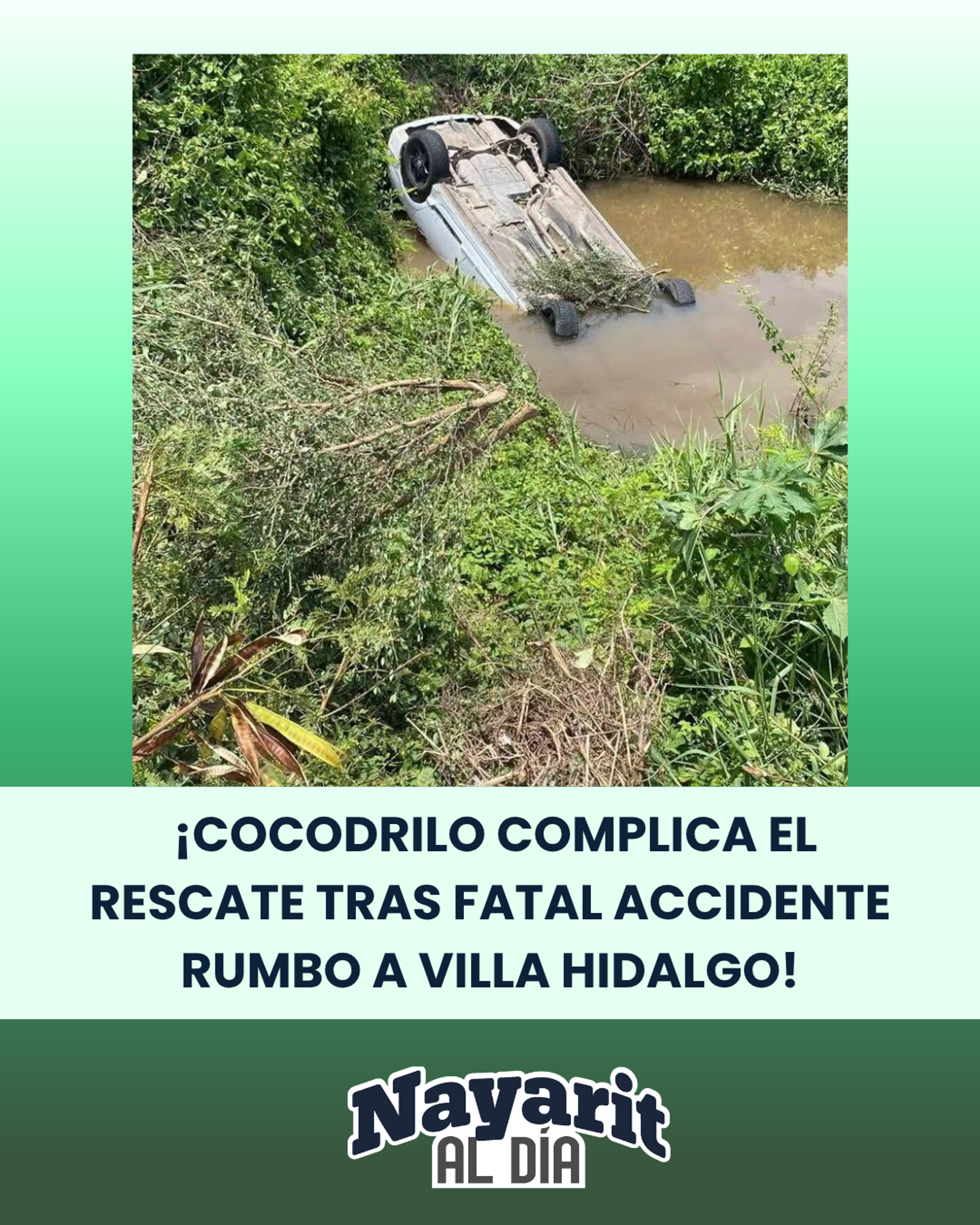 🚨🐊 ¡PRESENCIA DE UN COCODRILO COMPLICA EL RESCATE TRAS FATAL ACCIDENTE EN LA CARRETERA A VILLA HIDALGO!