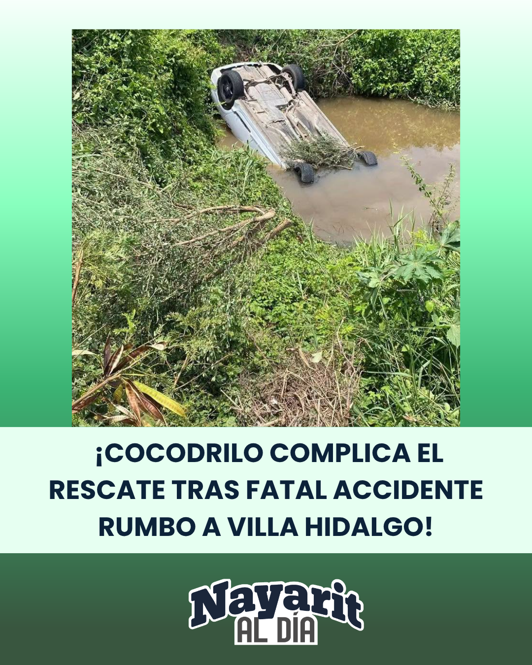 🚨🐊 ¡PRESENCIA DE UN COCODRILO COMPLICA EL RESCATE TRAS FATAL ACCIDENTE EN LA CARRETERA A VILLA HIDALGO!