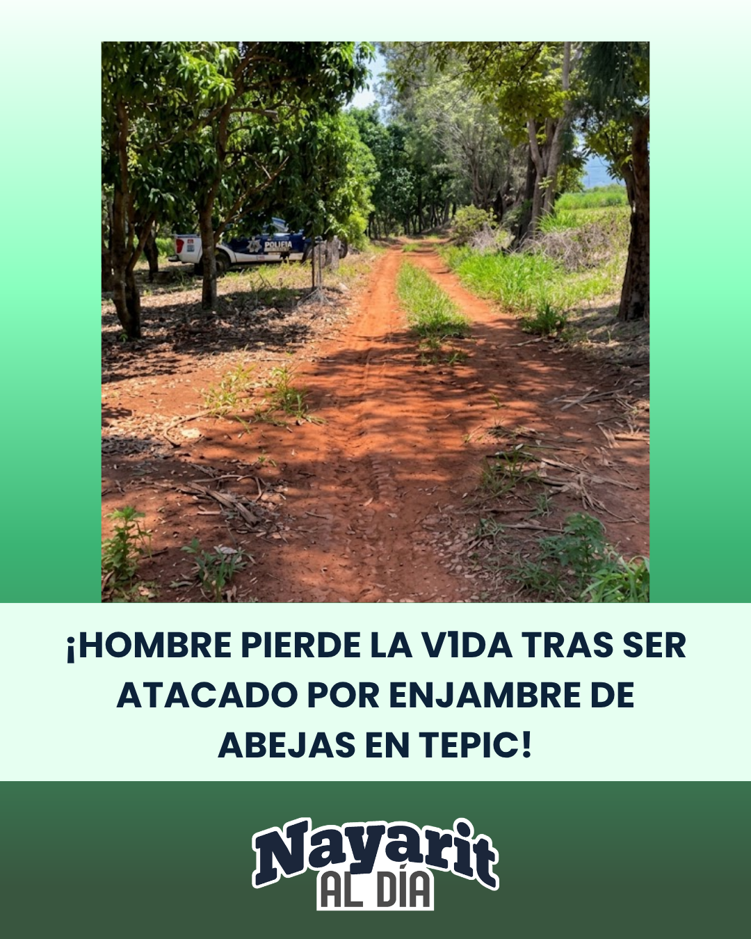 🚨🐝 ¡HOMBRE PIERDE LA V1DA TRAS SER ATACADO POR ENJAMBRE DE ABEJAS EN TEPIC!