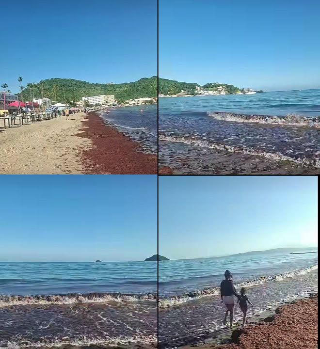 ANALIZAN USO DE MAQUINARIA PARA RETIRAR SARGAZO EN RINCÓN DE GUAYABITOS