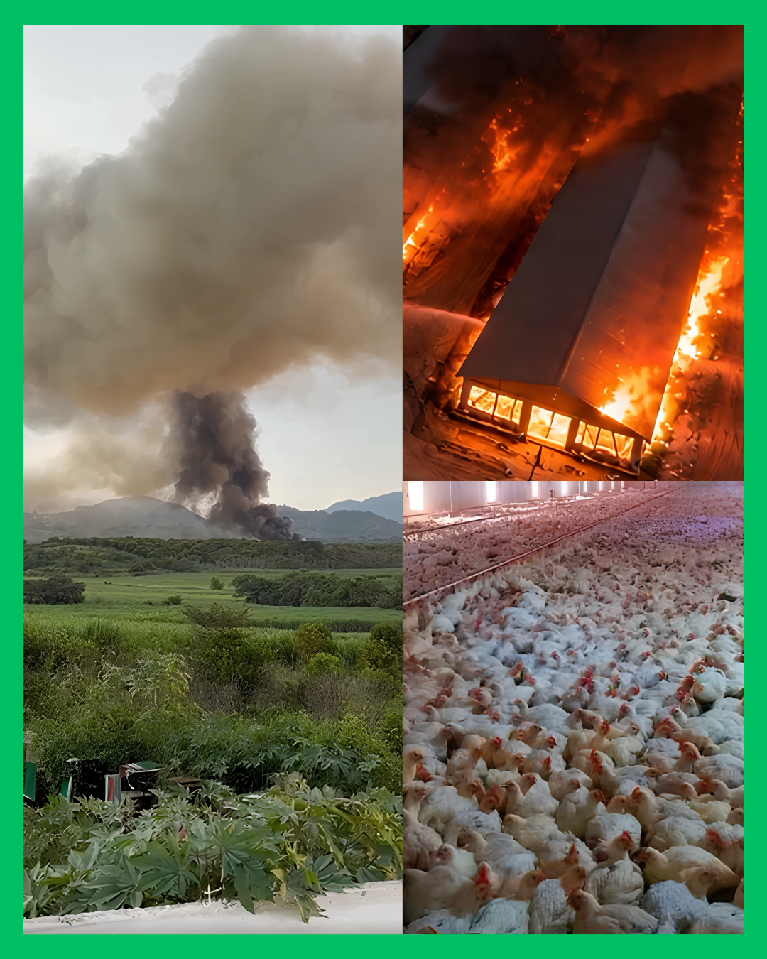 INCENDIO EN GRANJA DE ALPERA DEJA MÁS DE 20 MIL POLLOS SIN V1DA EN TEPIC
