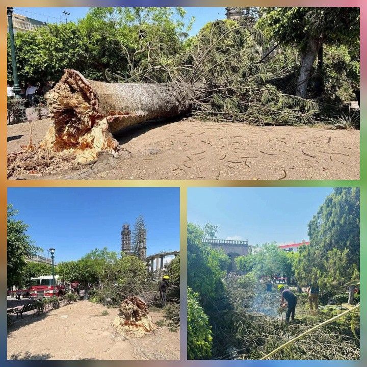 🔴🌳😡 ¡NI LO PROPIO CUIDAN!