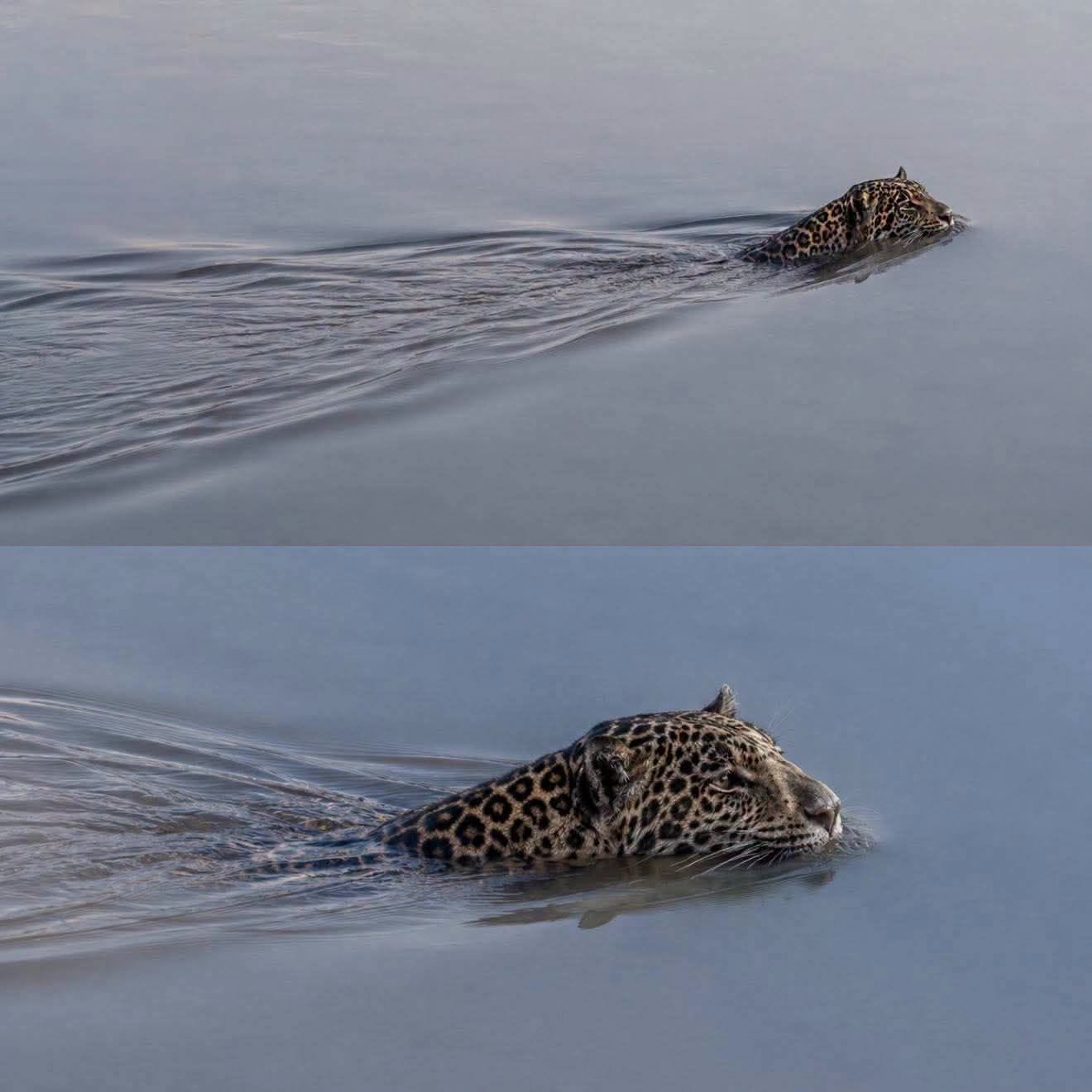 🐆 ¡IMPRESIONANTE! CAPTAN A JAGUAR NADANDO EN NAYARIT