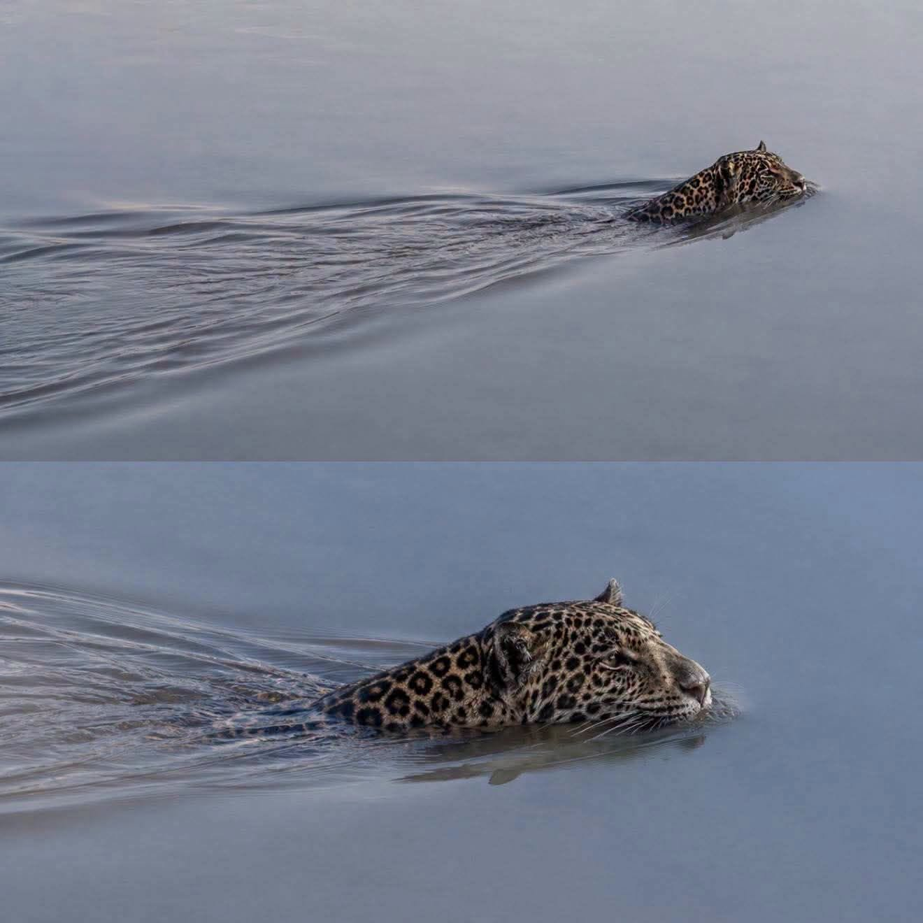 🐆 ¡IMPRESIONANTE! CAPTAN A JAGUAR NADANDO EN NAYARIT