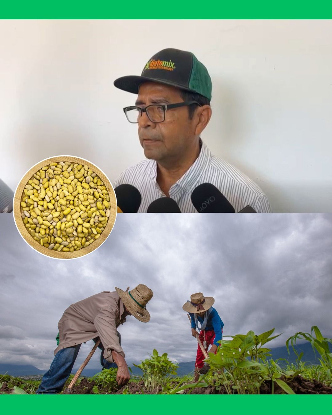 🌾🚨 CAMPESINOS DE NAYARIT YA NO SABEN SI SEMBRAR FRIJOL SEGUIRÁ VALIENDO LA PENA