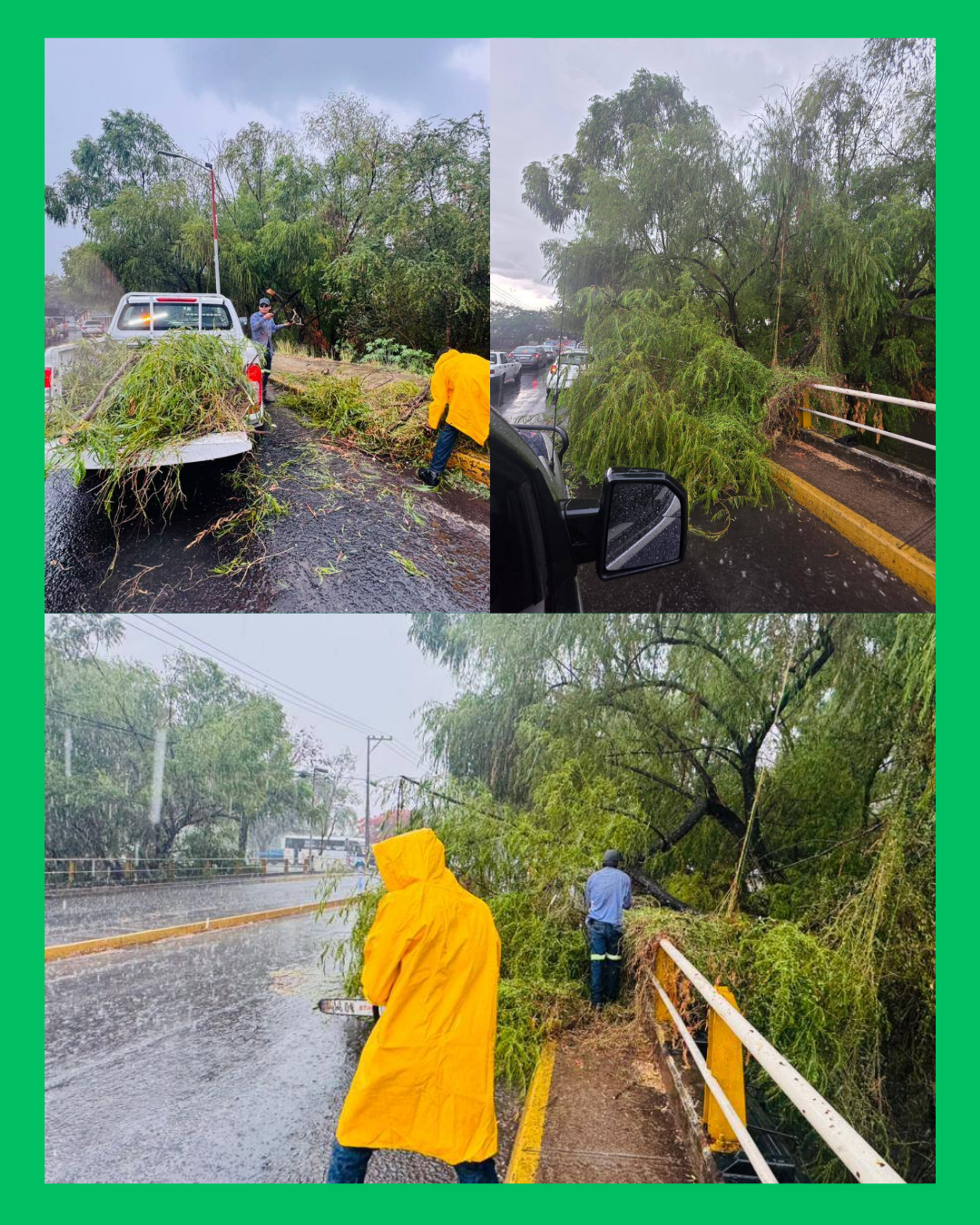 🌧️🌳 ¡LA PRIMERA LLUVIA EN TEPIC DEJÓ ÁRBOLES CAÍDOS!