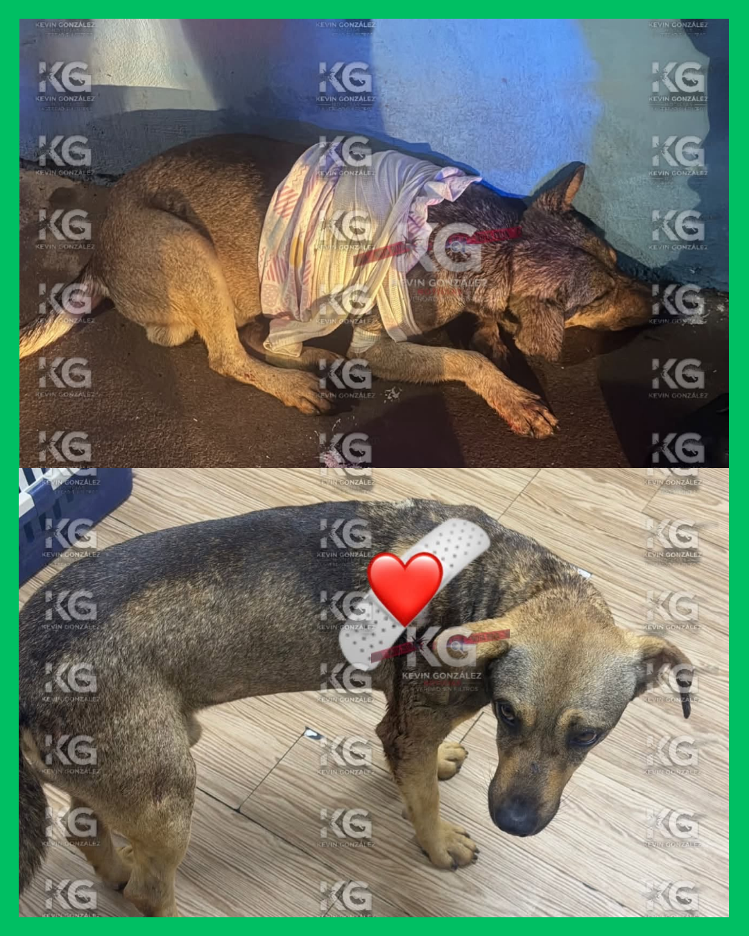 PERRITO CALLEJERO ES HERIDO POR DUEÑO DE UNA TIENDA, EN TEPIC
