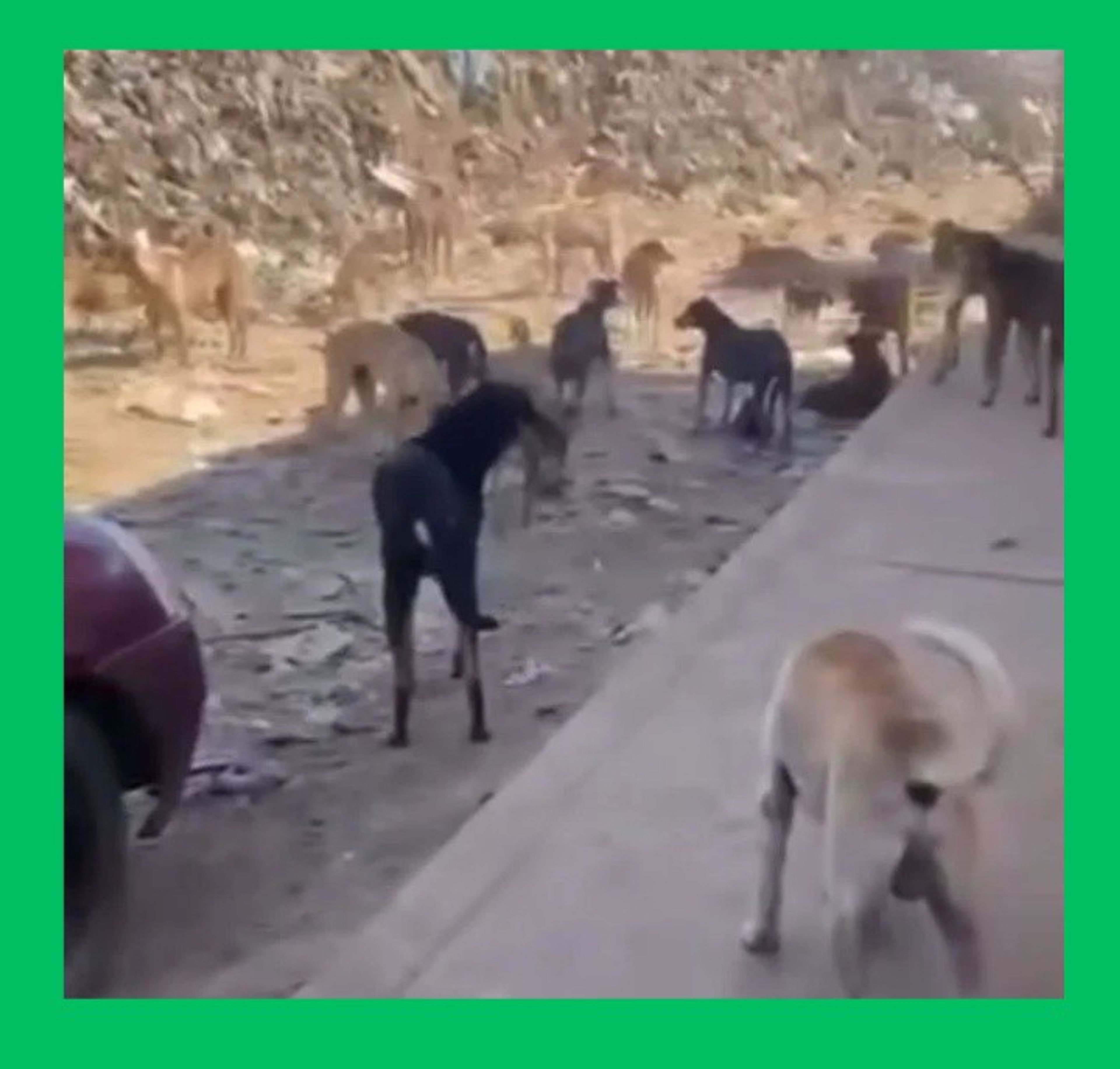EXIGEN ACCIÓN URGENTE POR PERRITOS QUE MUEREN DE HAMBRE EN BASUREROS DE TEPIC