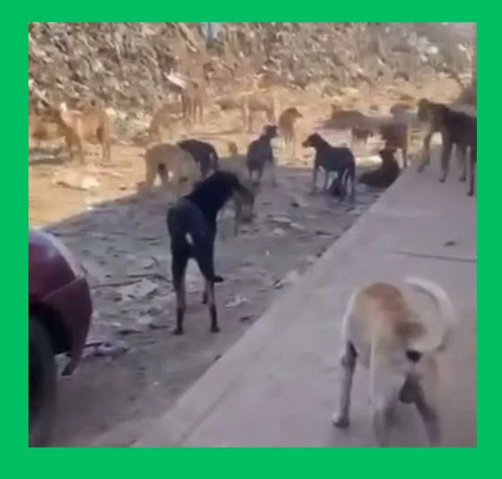 EXIGEN ACCIÓN URGENTE POR PERRITOS QUE MUEREN DE HAMBRE EN BASUREROS DE TEPIC