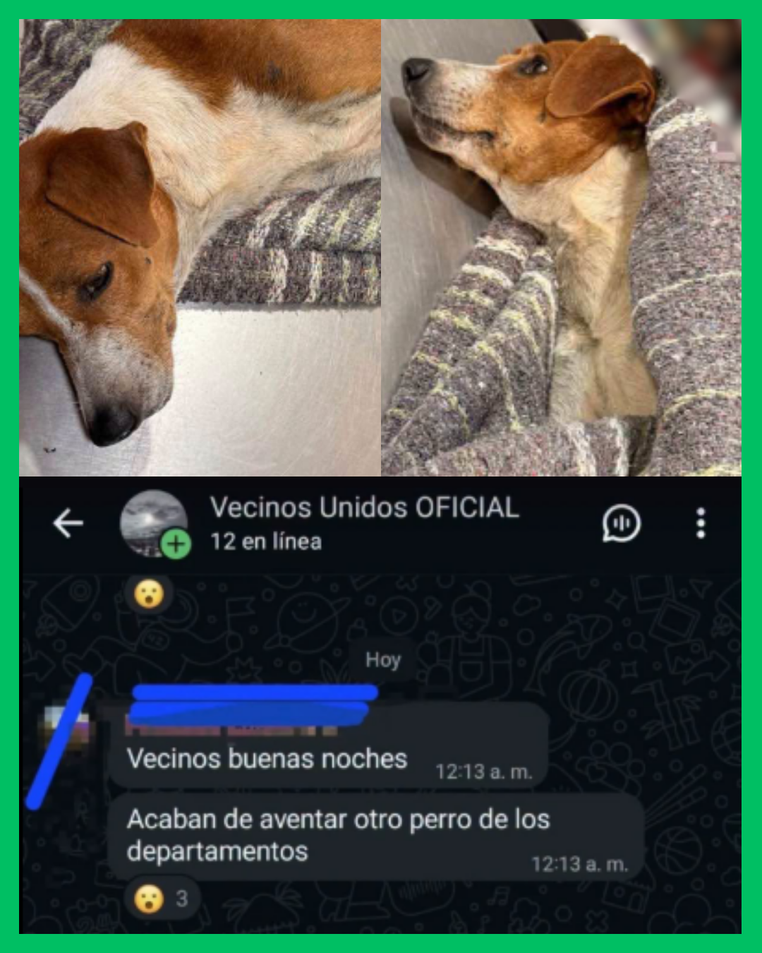 ARROJAN NUEVAMENTE A UN PERRITO DESDE UN EDIFICIO EN EL FRACC. MONTECARLO, YA VAN 23