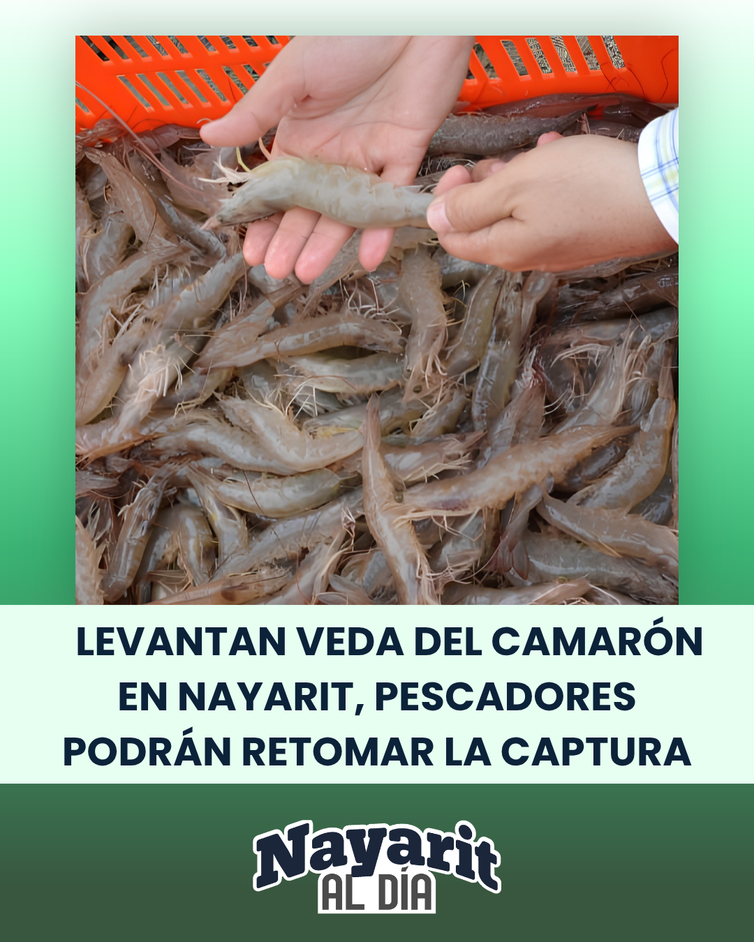 LEVANTAN VEDA DEL CAMARÓN EN NAYARIT, PESCADORES PODRÁN RETOMAR LA CAPTURA