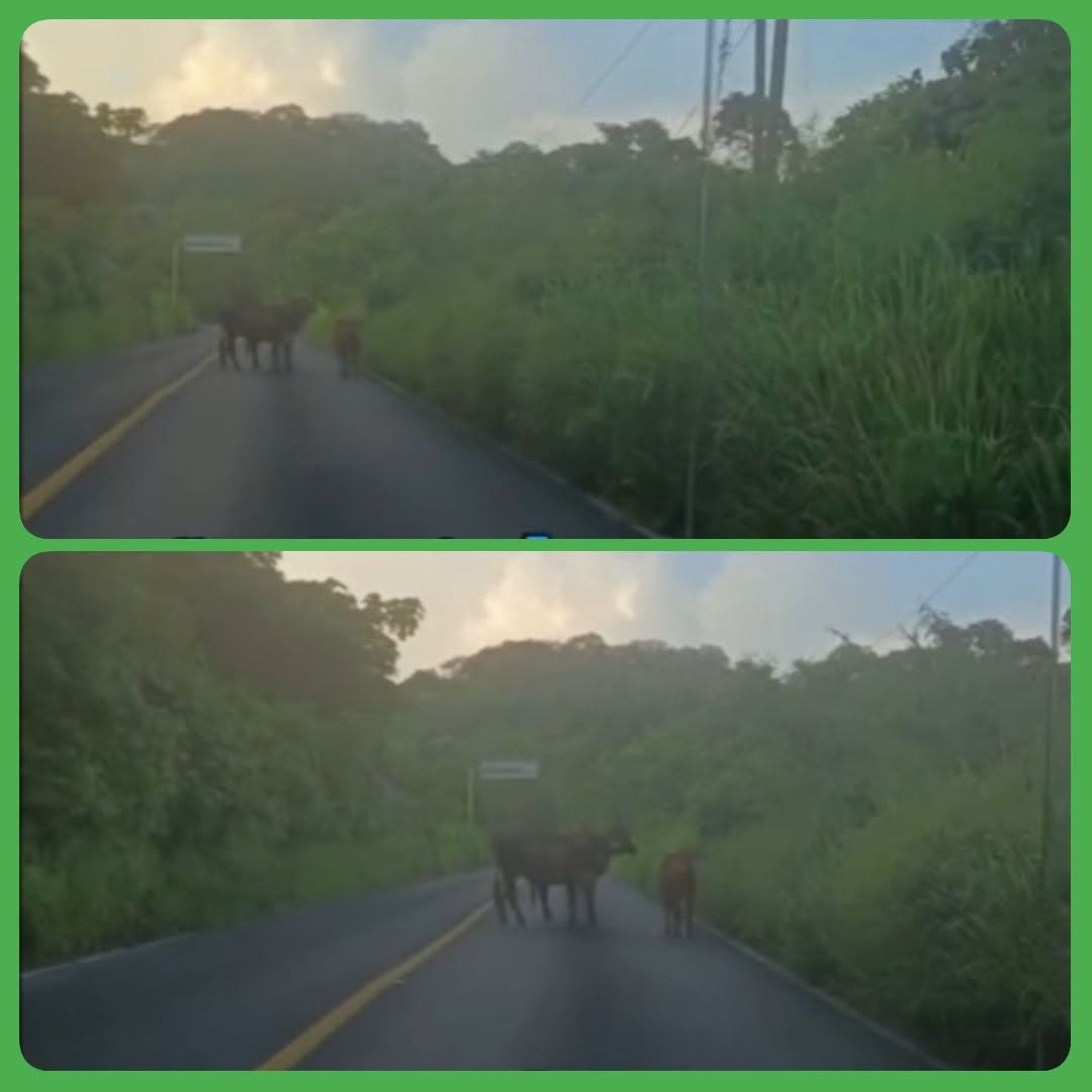 GANADO SUELTO EN CARRETERA